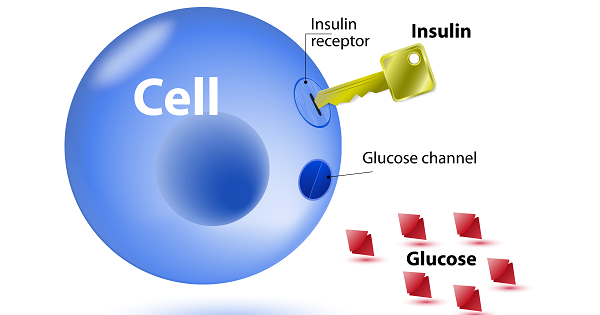 Ở những người béo phì, khả năng tổng hợp insulin giảm tăng nguy cơ mắc bệnh tiểu đường