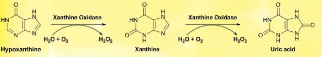 Xanthine oxidase xúc tác cho giai đoạn cuối của quá trình tạo acid uric