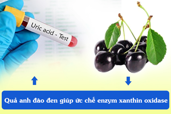 Quả anh đào đen giúp ức chế enzym xanthin oxidase, giúp hạ acid uric máu hiệu quả