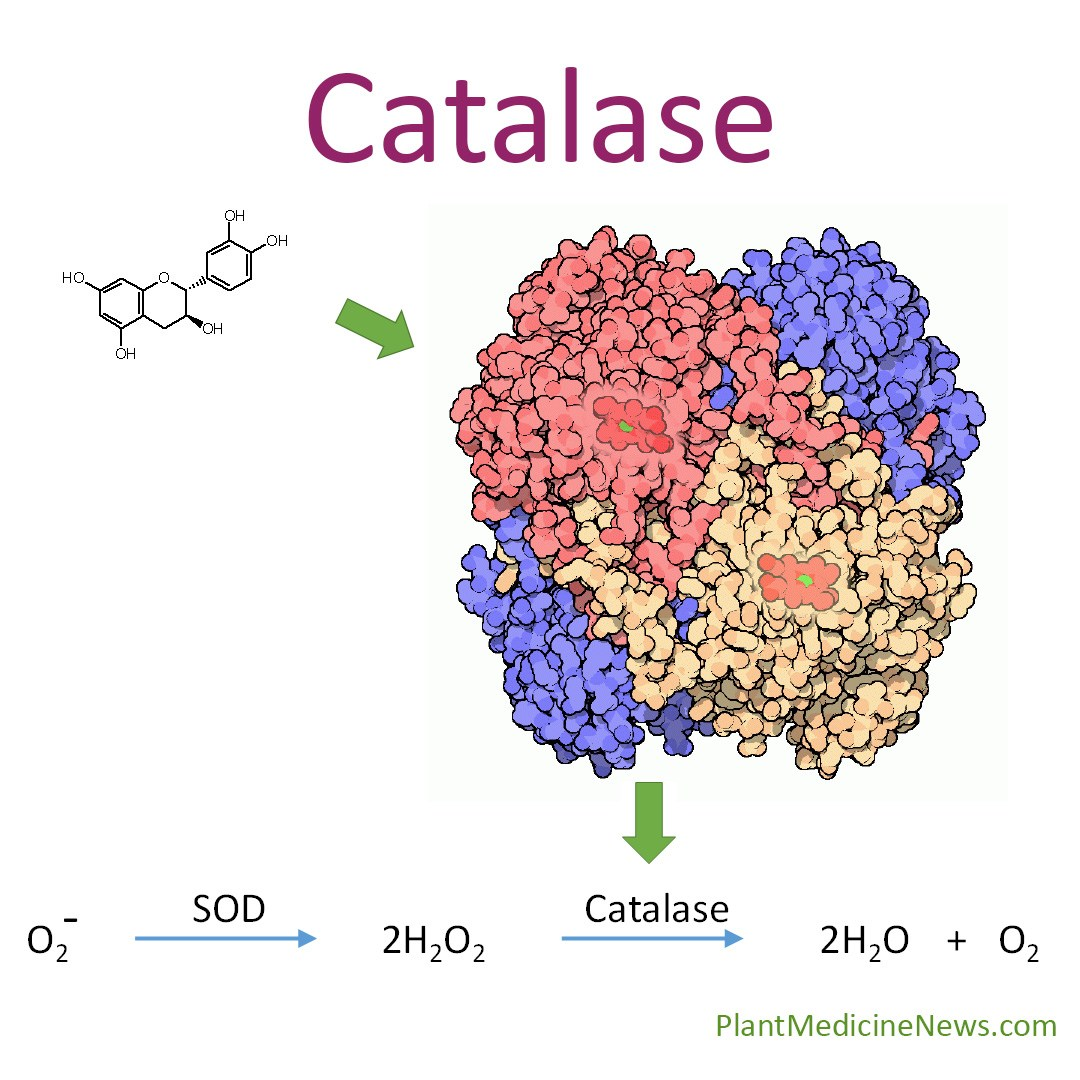Tóc bạc sớm do cơ thể thiếu enzyme catalase