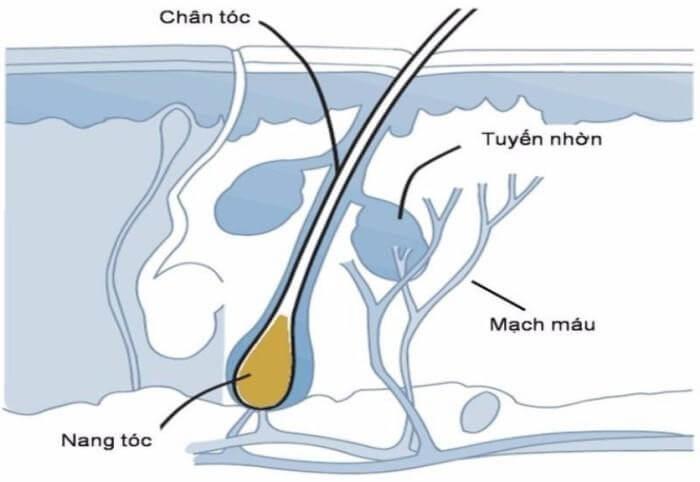 Vị trí của chân tóc trong cơ thể