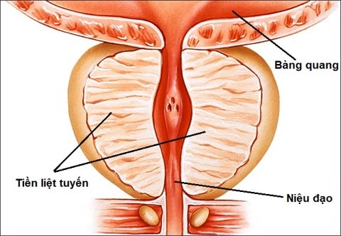 Vị trí của tuyến tiền liệt trong hệ sinh dục của nam giới
