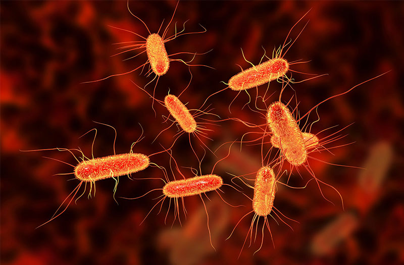 Uva ursi có thể ngăn chặn sự phát triển của E. coli