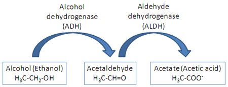 Quá trình chuyển hóa rượu bia tại gan