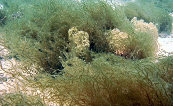 Fucoidan trong tảo nâu giúp phòng ngừa ung thư phổi hiệu quả