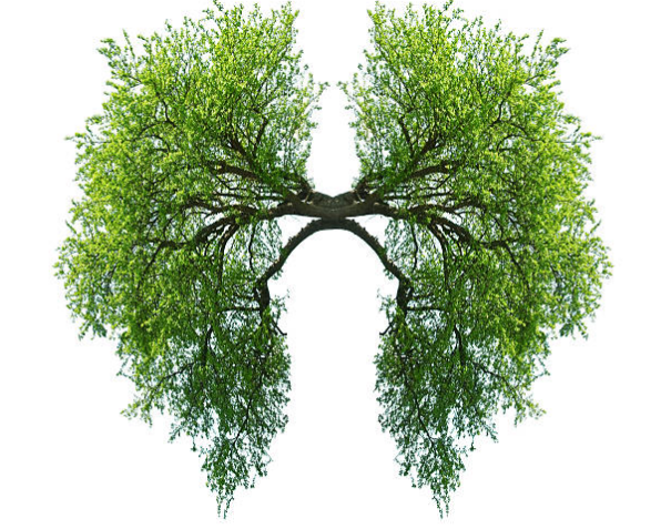 Giải độc phổi giúp chấm dứt tình trạng ho không rõ nguyên nhân