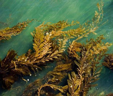 Fucoidan trong tảo nâu giúp ngăn ngừa ung thư phổi.