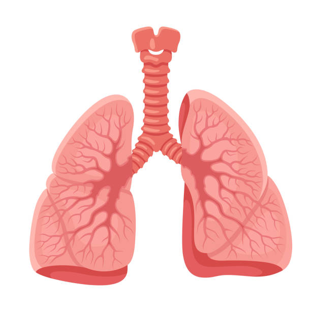 Phải làm sao để giải độc phổi?