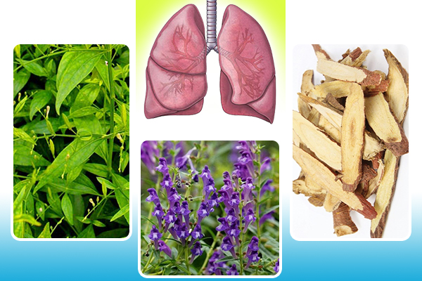 Các loại thảo dược giúp giải độc phổi