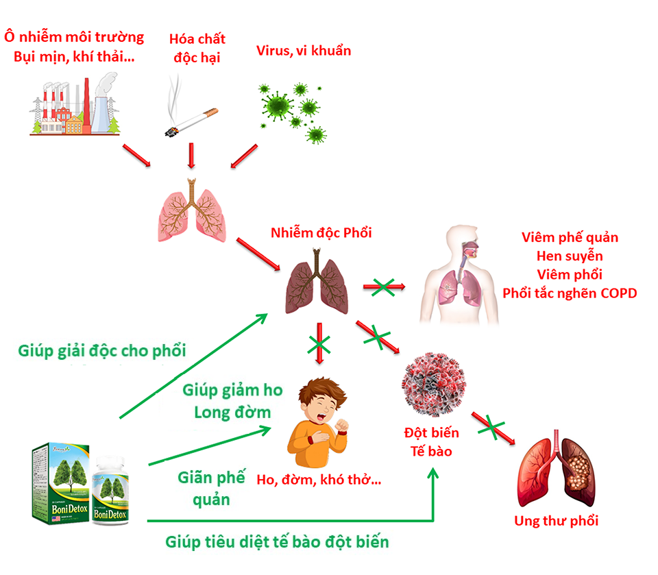 BoniDetox giải quyết tình trạng phổi yếu theo nhiều cơ chế khác nhau