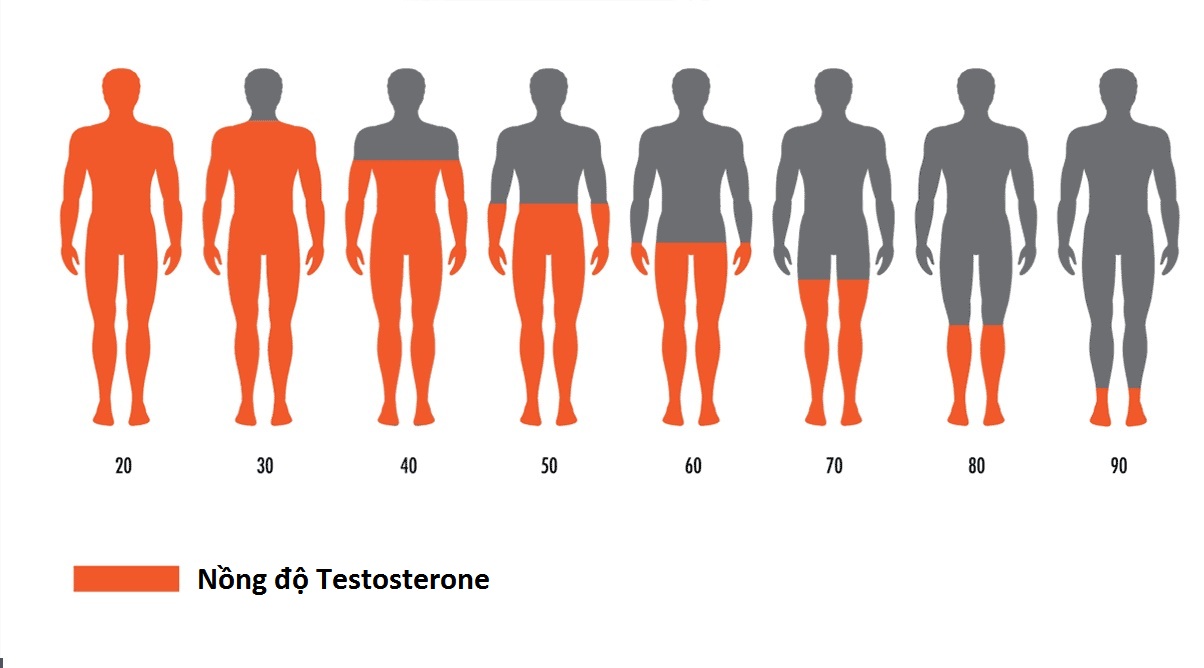 Sự suy giảm testosterone nội sinh theo tuổi tác ở nam giới