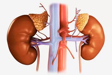 Sử dụng thuốc tây y lâu dài, người bệnh gút có nguy cơ gặp biến chứng suy thận