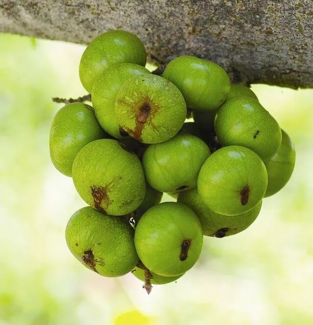 Ăn gì để bớt yếu