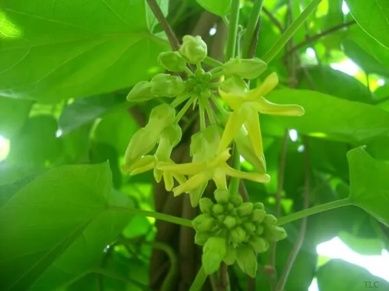 Hỗ trợ điều trị bệnh trĩ bằng cây lá quanh nhà 