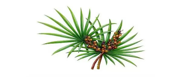 Hình ảnh cây cọ lùn