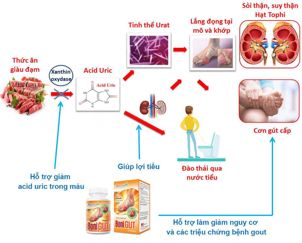 Cơ chế tác dụng toàn diện của sản phẩm BoniGut +