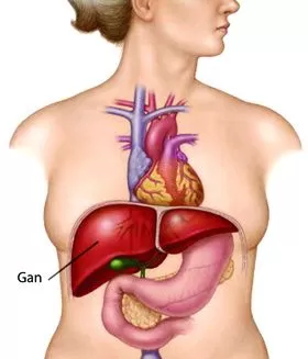bổ gan, thuốc bổ gan bổ gan, thuốc bổ gan
