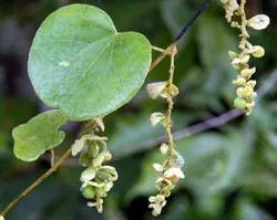 Mẹo hay hỗ trợ điều trị đái rắt từ lá tiết dê